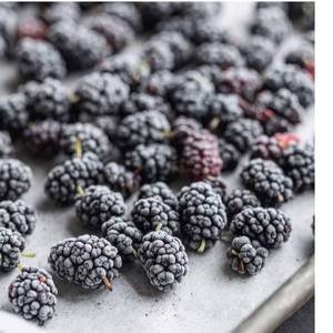 MORAS CONGELADAS IQF/FRUTA ENTERA/SIN AZÚCAR AÑADIDO/CALIDAD DE EXPORTACIÓN PARA EL MERCADO GLOBAL DE ALIMENTOS - Product Image 1