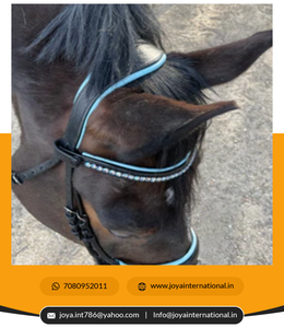 Bride à mors anatomique personnalisée en cuir roulé noir avec rembourrage bleu pour produits de dressage de chevaux - Product Image 5