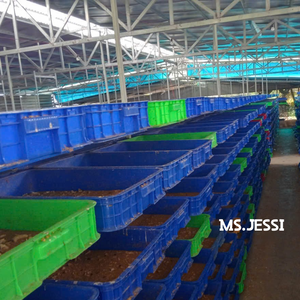 Alimento Suplementario para Insectos: Mosca Soldado Negra Seca y Gusanos de Harina para Aves de Corral, Ganado, Peces y Especies Acuáticas - Product Image 2