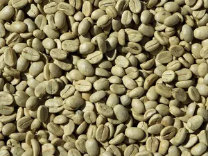 เมล็ดกาแฟเวียดนามอาราบิก้า 100% คุณภาพพิเศษ กระบวนการธรรมชาติ เกรด A+ บรรจุถุง ราคาแข่งขัน คุณภาพสูง - Product Image 5