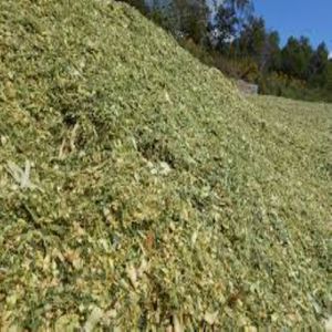 Ensilaje de maíz fresco de nutrientes superiores para un mejor crecimiento del ganado para caballos, cerdos, ganado - Product Image 3