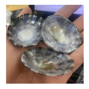 Limpet Shell utilizado en proyectos de bricolaje y decoración Marina por el exportador de Vietnam 99 Gold Data Lappet Shell Supplier - Product Image 4