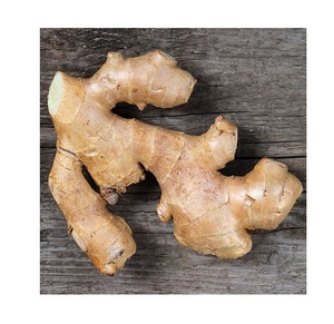 ขิงอ่อนสดรากขิงออร์แกนิกจากออสเตรียมีขายในท้องตลาดทั่วโลก - Product Image 2