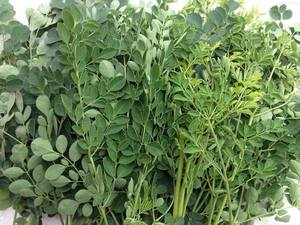 FEUILLES DE MORINGA DÉSHYDRATÉES DE QUALITÉ/QUALITÉ D'EXPORTATION EN VRAC/PRÊT À L'EMPLOI POUR LES FORMULES À HERBES - Product Image 4