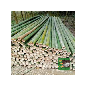 BAMBOU NATUREL BÂTONS BRUTS DU VIETNAM EXPORTATION FOURNISSEUR DE BAMBOU DE HAUTE QUALITÉ POUR LA CONSTRUCTION ET LA DÉCORATION - Product Image 4