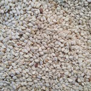 Graines de sésame biologiques au meilleur prix, styles séchés et frais pour usage alimentaire, matériau PP - Product Image 1