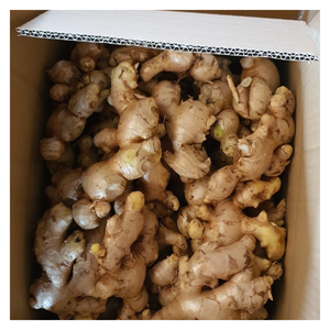 Gingembre frais du Vietnam avec saveur piquante Grande taille et prix compétitif pour les commandes en gros - Product Image 3