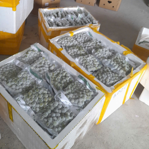 IQF Frozen Dracontomelon Exportación de fruta agria tropical vietnamita - Product Image 2