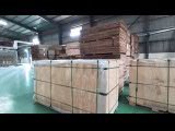 Madera contrachapada de álamo con núcleo de goma, superventas, tablero fenólico, revestimiento fenólico de 5/6/9mm de espesor, fabricante de Vietnam
