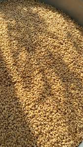 Trigo de Primera Calidad |   Variedades Duras y Blandas |   Suministro al por Mayor - Product Image 3