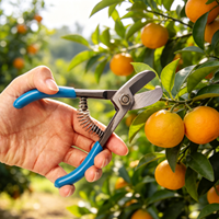 Ciseaux professionnels pour la récolte d'avocats, ciseaux de jardinage pour la cueillette de fruits, outil de taille pour la collecte d'avocats dans les fermes et vergers