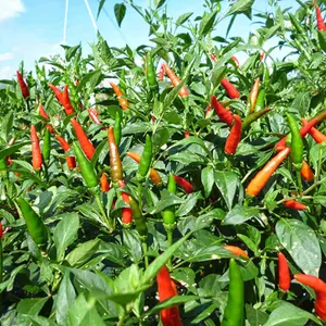 Hot Bird Eye Chili sul nuovissimo raccolto con grande quantità in tutto il mondo acquirente