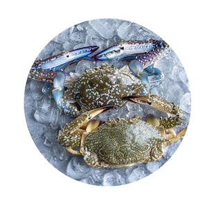 Cangrejo Azul Congelado de Pesca Salvaje para Mercados de Mariscos - Product Image 5