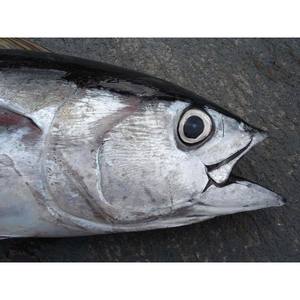 มหาสมุทรปลาทูน่าแช่แข็งที่มีโปรตีนสูงสดแช่แข็งลึกและบรรจุสุญญากาศเพื่อความปลอดภัย - Product Image 4