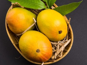 Alphonso MANGO ออร์แกนิคส่งตรงจากฟาร์มส่งตรงจากฟาร์ม - Product Image 3