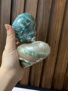 Coquillages de mer en gros Coquillages de pétoncles blancs pour la décoration exportés du Vietnam - Product Image 3