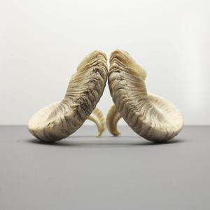 เขาแกะแท้คู่  เขาดิบธรรมชาติ สำหรับตกแต่งและงานฝีมือ คุณภาพสูง - Product Image 4