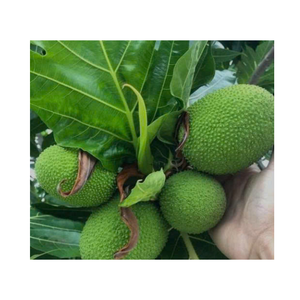 Trozos de fruta de Guanábana congelada con suavidad deliciosa y aroma suave para batidos, horneados y alimentos congelados - Product Image 2