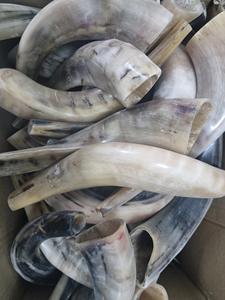 เขาแกะธรรมชาติขัดเงา ชอฟาร์ ของตกแต่งบ้านทางศาสนา เป็นมิตรกับสิ่งแวดล้อม คุณภาพสูง - Product Image 6