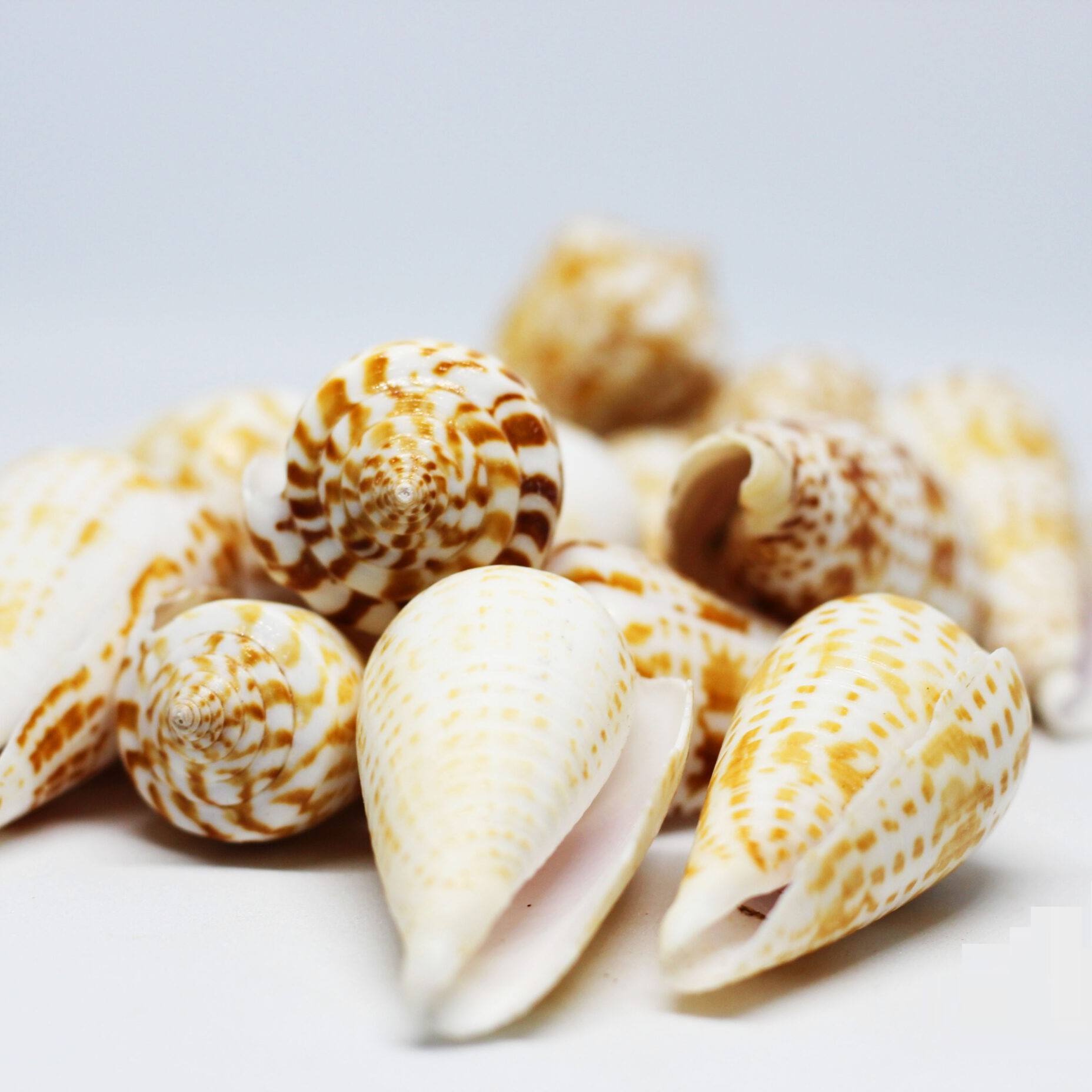 ธรรมชาติ