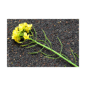 เรพซีดเสนอขายในราคาต่ำสำหรับผู้ซื้อส่งทั่วโลก - Product Image 6