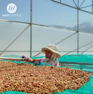 Granos de café verde Robusta Arabica de Vietnam más vendidos Granos enteros tostados saludables Precio competitivo Listo para bolsa de importación - Product Image 5