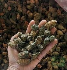 มะระแอปเปิ้ล-มะระ | มะระขมจากแสงแดดธรรมชาติธรรมชาติ - Product Image 2