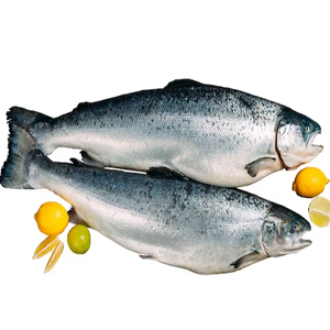 Salmón Congelado Alemán de Primera Calidad en Oferta, 10 kg 12 kg, Embalaje en Cartón, 12 Meses de Duración, Entrega Rápida DDP CIF - Product Image 2