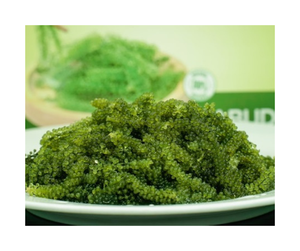 หม้อเลนทิลิเวอร่าสำหรับใส่องุ่นทะเลสดสินค้าในโรงงาน - Product Image 6