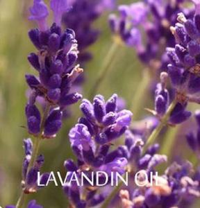 Best-seller MORYA 100% Pure Huile Essentielle de Lavandin à Bas Prix - Product Image 1