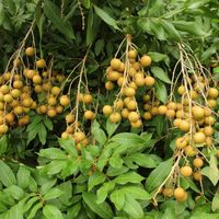 Premium kwaliteit Vietnamese verse longan - zoet tropisch fruit voor export, verpakt in plastic zakken (2-12kg), 2 weken houdbaarheid