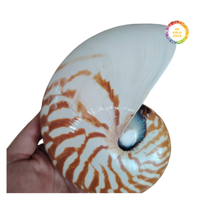 Concha de Nautilus, Artículo Decorativo para el Hogar, Concha Marina Natural en Espiral para Exhibición y Decoración Artística - Product Image 6