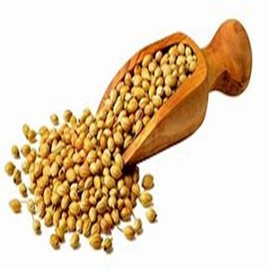 Hạt giống rau mùi gia vị theo chiều dọc để bán với giá tốt nhất - Product Image 2