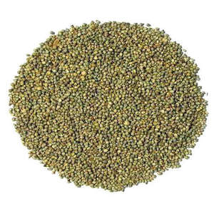 Millet vert super qualité pour l'alimentation animale prêt d'Inde pour l'exportation - Product Image 4