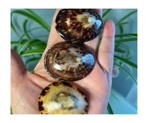Seashell de alta qualidade Abalone Shell Limpet Murex Operculum Caracol Shell com preço competitivo do Vietnã para o comprador