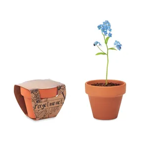 Graines de Myosotis (Oublions-moi-pourpre) écologiques pour pots et jardinières - Product Image 4