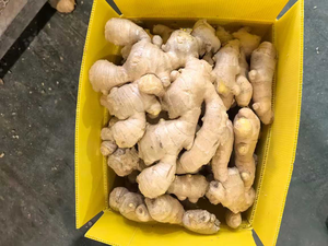 Jengibre Joven Orgánico Premium, Paquete de 20 kg, Listo para Exportación, Calidad Comercial con Frescura Garantizada - Product Image 5