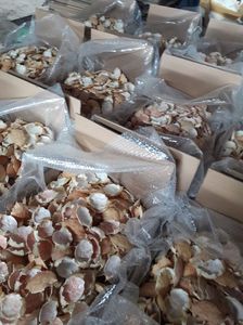 ขายด่วน เปลือกปูทําความสะอาดสําหรับตกแต่งอาหารคุณภาพสูงจากเวียดนาม - Product Image 3