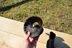 Corne de béliers de haute qualité longue paire écologique naturellement poli Style Animal nautique tactile affichage à la maison Souvenir meilleur prix - Product Image 4