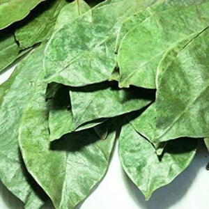 Pas de conservateurs 100% Toutes les feuilles de corossol séchées au soleil biologiques naturelles et fraîches du Viet Nam - Product Image 2