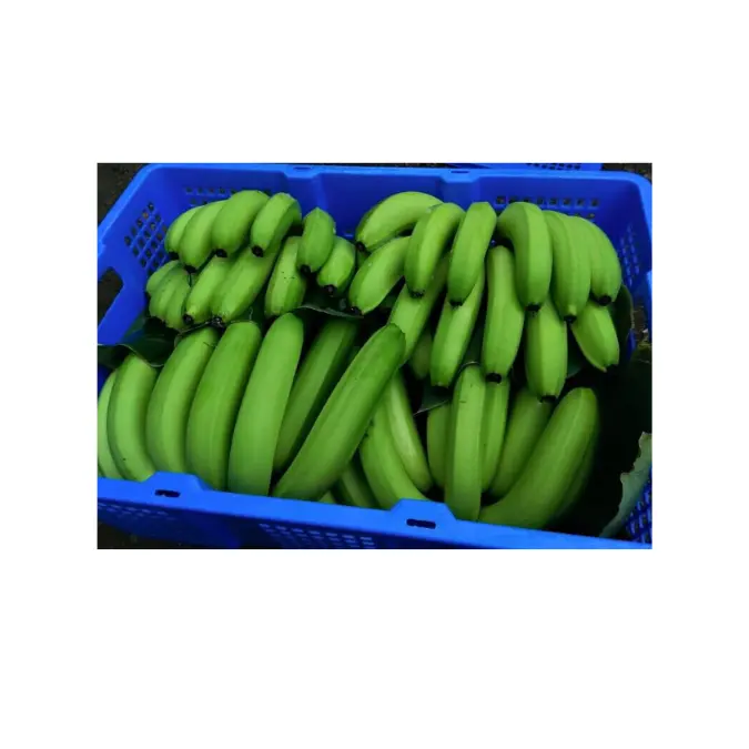 CHEAPEST Fresh Fruits - Fresh Long Green Cavendish Banana Export 100% - Premium Quality VIETNAMESE CAVENDISH BANANA