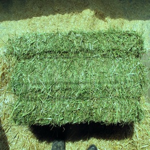 Heno de Alfalfa estándar Premium para alimentación Animal, heno de Alfalfa para alimentación Animal - Product Image 3