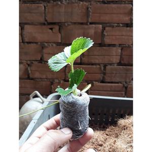 Vente chaude de granulés de tourbe de coco de haute qualité d'exportation à bas prix granulés de tourbe de coco biodégradables du Vietnam - Product Image 4