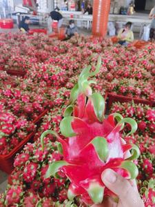 Fruta de dragón rojo entero Sabor súper delicioso y fresco Alta calidad para exportación Precio barato de Vietnam + 84 379 472 573 - Product Image 2