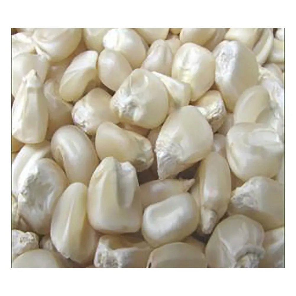 Producto agrícola Grano a granel Maíz seco blanco Kernal Maíz seco Maíz blanco seco con precio competitivo