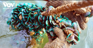 100% Tự Nhiên Dừa Sợi Xơ Dừa Sợi Dây Thừng Thân Thiện Với Môi Sinh Học Phân Hủy Màu Nâu Vườn Lưới Trong Cuộn Dễ Dàng Làm Sạch Made Trong Việt Nam - Product Image 5