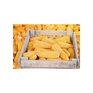 人类食用黄玉米动物饲料黄玉米玉米白玉米最佳供应商