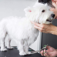Ciseaux de toilettage professionnels pour chiens, acier inoxydable 440C, or Rose, coupe droite, 8 '', importé du japon