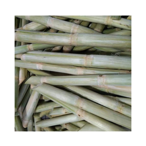 Caña de azúcar congelada con el mejor precio de Vietnam, palo de caña de azúcar, materias primas frescas para alimentos, frutas - Product Image 4
