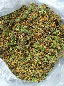 Best-seller Papaye mâle fleur séchée pour la vente en gros - Product Image 2